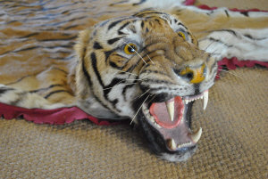 Appraisal: A superb Tiger skin and head mount by Theobold Bros