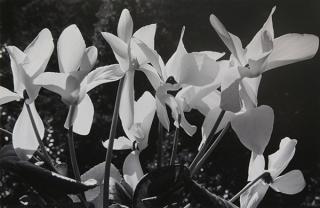 Appraisal: Photograph Pirkle Jones Pirkle Jones American - Untitled Flowers gelatin