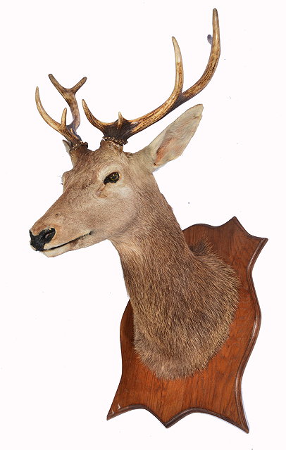 Appraisal: A TAXIDERMY STAG'S HEAD mounted upon a shaped oak wall