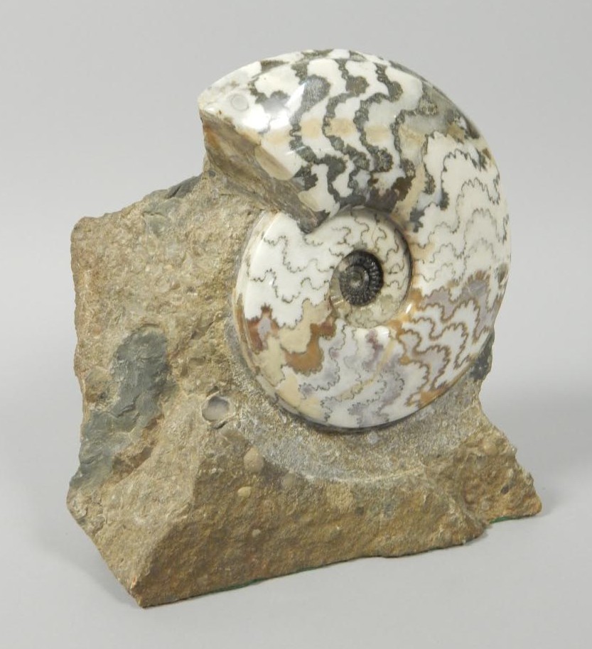 Appraisal: A polished fossilized ammonite cm high cm wide