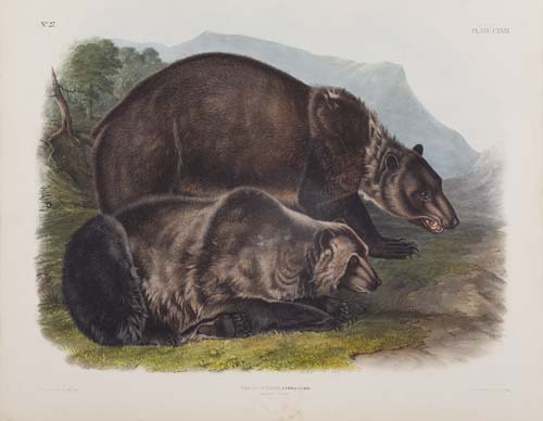 Appraisal: ANIMALS Audubon John James Grizzly Bear Plate CXXXI Hand-colored lithographed