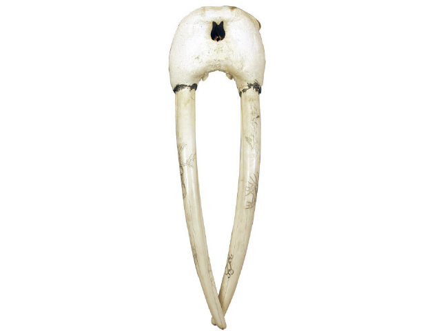 Appraisal: Walrus skull with full tusks that are Alaskan scrimshawed with