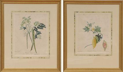 Appraisal: English School th C Two Botanical Drawings Watercolor on paper