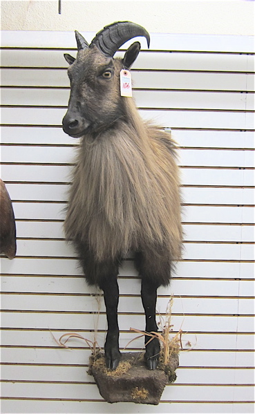 Appraisal: HIMALAYAN TAHR TAXIDERMY MOUNT a large Asian ungulate related to