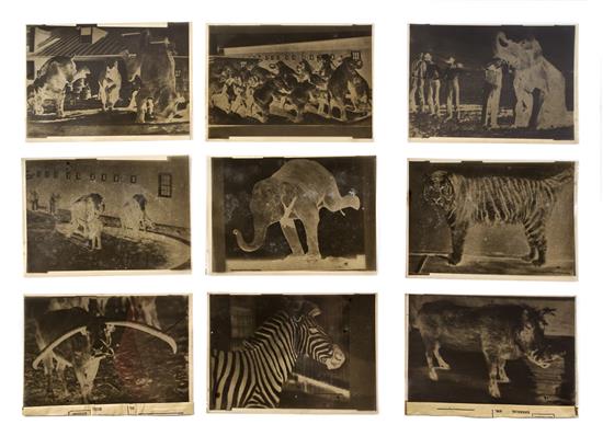 Appraisal: Sale Lot CIRCUS RINGLING BROTHERS Collection of twenty five negatives