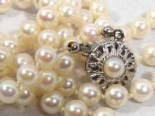 Appraisal: A single row of cultured pearls on a silver clasp