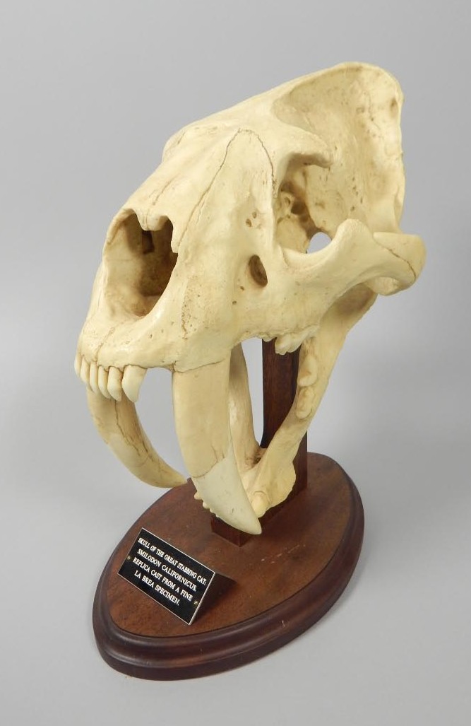 Appraisal: A museum type reproduction model of the skull of a