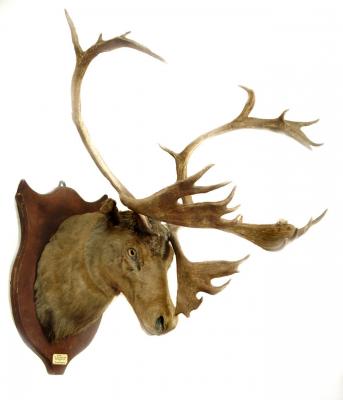 Appraisal: A WOODLAND CARIBOU Rangifer tarandus caribou Rowland Clement Goodyear head