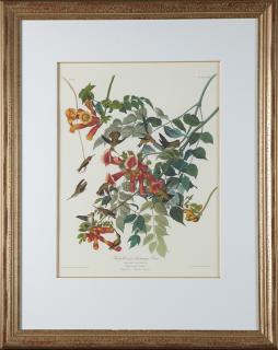 Appraisal: John James Audubon - Ruby-throated Hummingbird No Plate Princeton edition