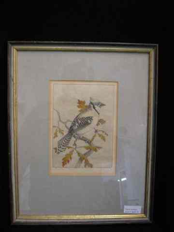 Appraisal: Benson B Moore Etching Blue Jay image area '' x