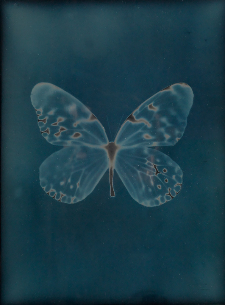 Appraisal: ADAM FUSS - Butterfly from the series My Ghost Daguerreotype