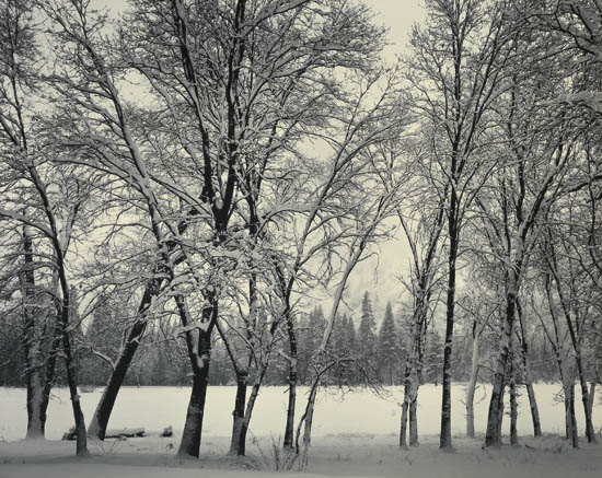 Appraisal: ADAMS ANSEL - Young Oaks Winter Yosemite Silver print x