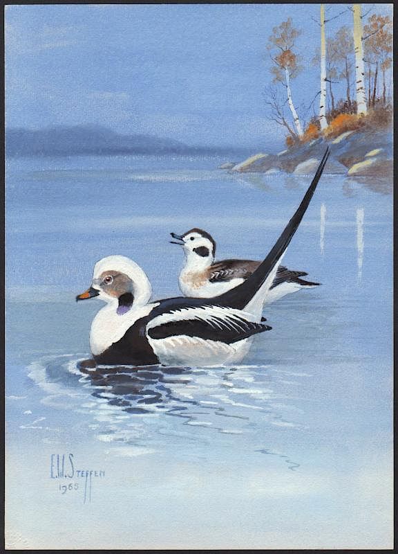 Appraisal: Steffen Watercolor of Old Squaw Duck Old Squaw Long-Tailed Duck