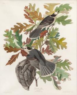 Appraisal: after John James Audubon Canada Jay hand-colored engraving sheet size