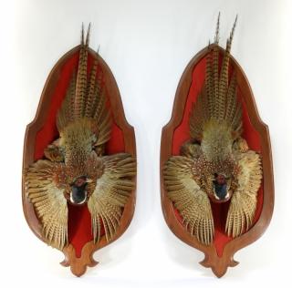 Appraisal: PR Taxidermy Mounted Pheasant Game Birds NORTH AMERICA TH CENTURY