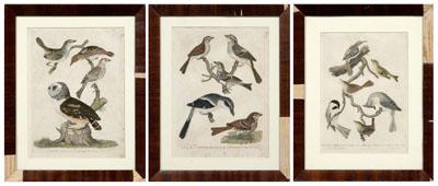 Appraisal: Three bird engravings after A Wilson Alexander Wilson - from