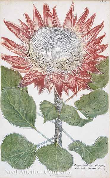 Appraisal: A Group of Four Antique Hand-Colored Botanical Stipple Engravings after