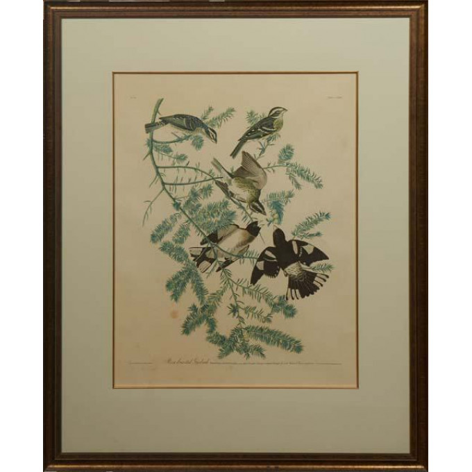 Appraisal: John James Audubon American - Rose-breasted Grosbeak th c Plate