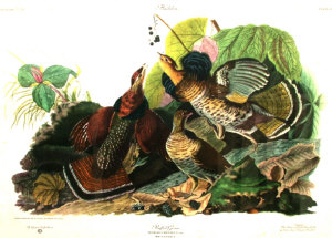 Appraisal: After John James Audubon American - - Ruffled Grouse publ