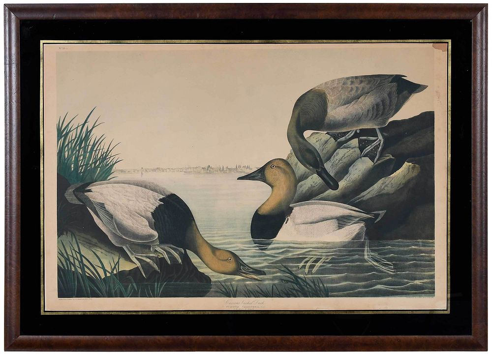 Appraisal: After John James Audubon New York - Canvas backed Duck