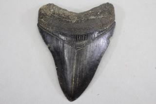 Appraisal: Prehistoric Sharks Tooth An exceptionally well- preserved example of sizable