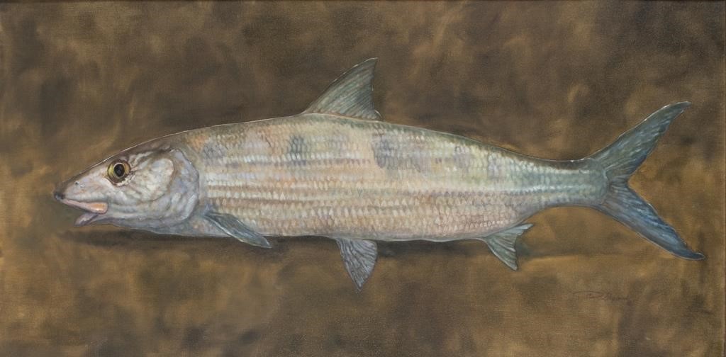 Appraisal: Bonefish signed Peter Sheppard lower right oil on canvas by