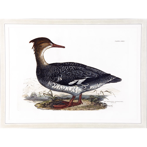 Appraisal: Prideaux John Selby British - Red Breasted Merganser Female hand-colored