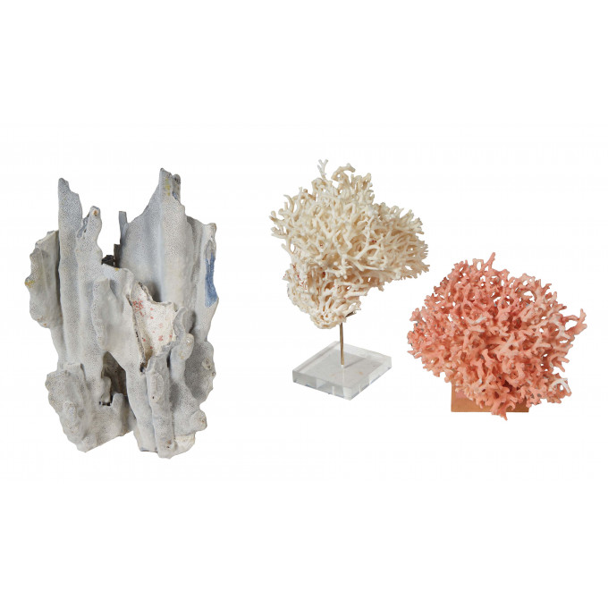 Appraisal: Group of Three Coral Specimens one pink on a wooden