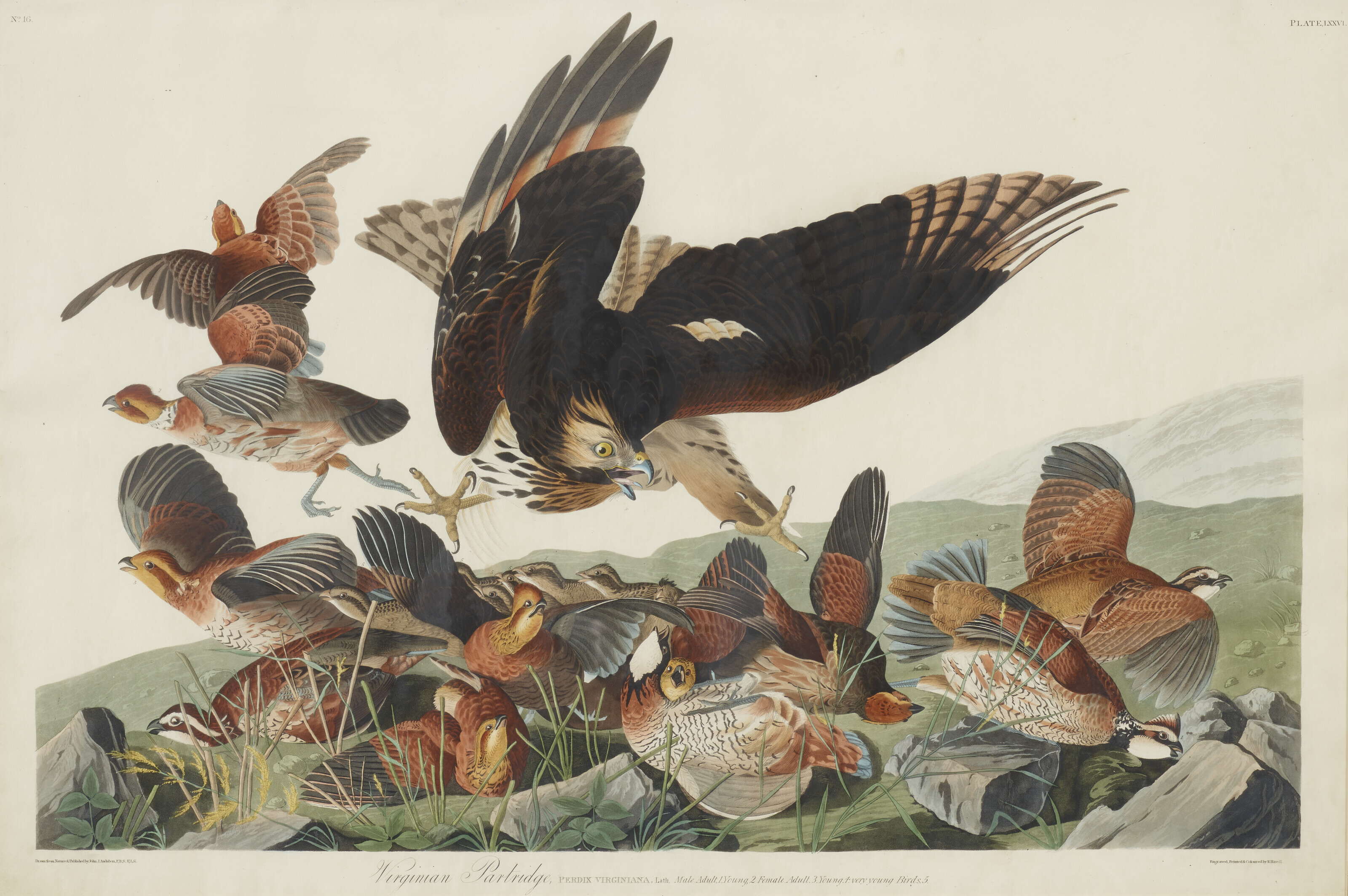 Appraisal: AFTER JOHN JAMES AUDUBON - BY ROBERT HAVELL - Virginian