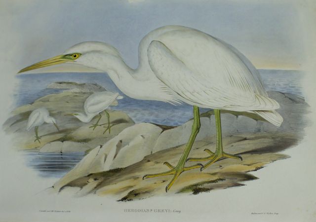 Appraisal: White Reef Heron Herodias Greyi