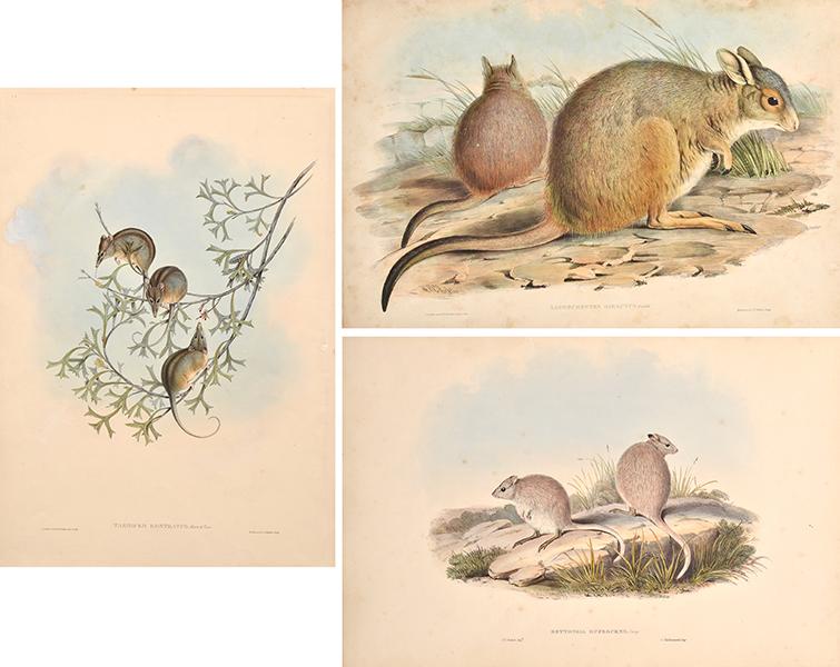 Appraisal: JOHN GOULD British - Three handcoloured lithographs i Bettongia Rufescens