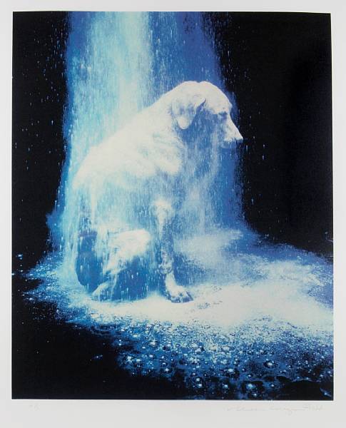 Appraisal: William Wegman American born Dusted Screenprint in colors on wove