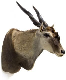 Appraisal: ELAND ANTELOPE TAXIDERMY MOUNT Eland antelope taxidermy mount approx h