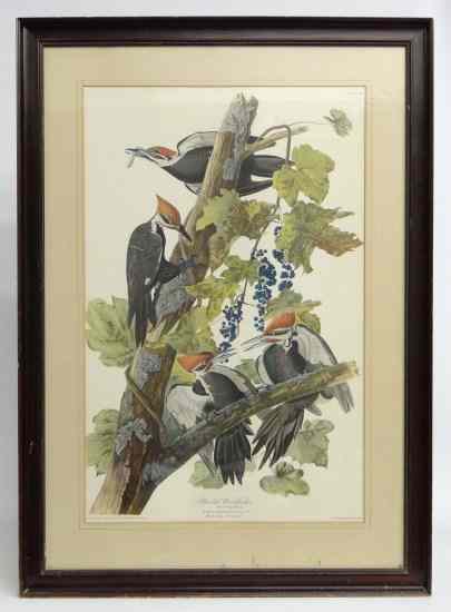 Appraisal: th c Audubon print ''Pileated Woodpecker'' marked ''New York Graphic