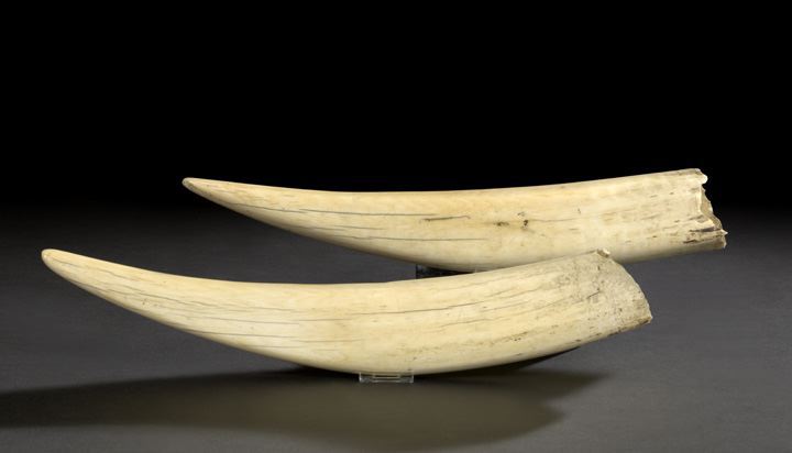 Appraisal: Large and Rare Pair of Ivory Walrus Tusks Odobenus Rosmarus