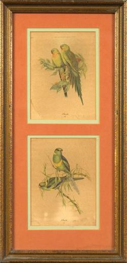 Appraisal: After J Gould British th Century Parakeets suite of four