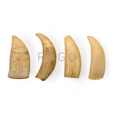 Appraisal: WHALE TEETH Four late th early th c Longest Condition