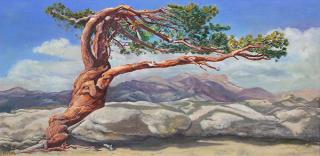 Appraisal: Painting Letitia Hamilton Letitia Hamilton Irish - Desert Juniper oil