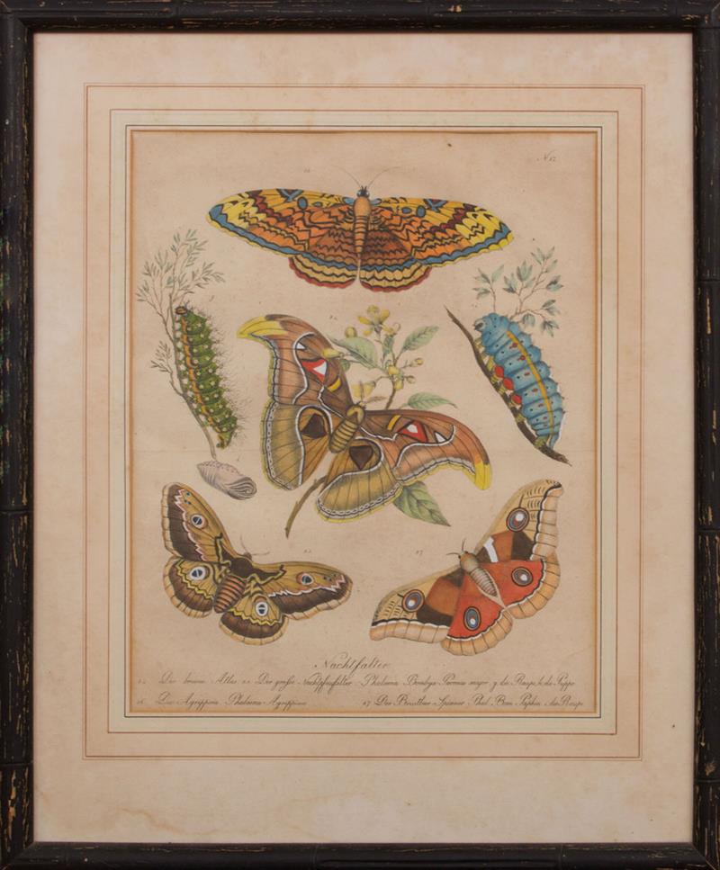 Appraisal: GERMAN SCHOOL NACHTFALTER MOTH Lithograph with hand-coloring on wove paper