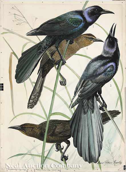 Appraisal: Louis Agassiz Fuertes American - Boat-Tailed Grackle Great-Tailed Grackle on