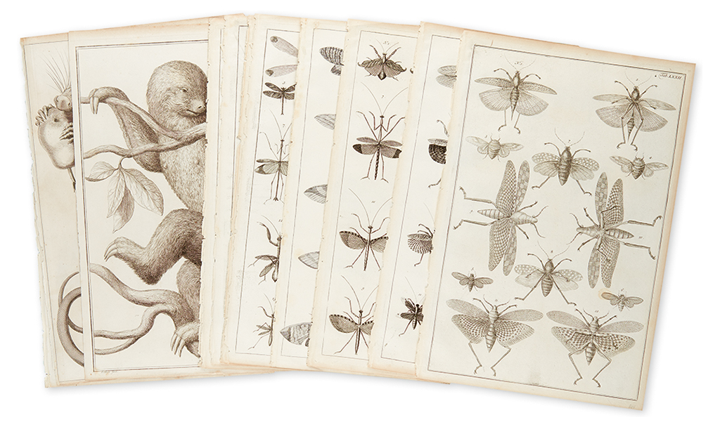 Appraisal: SEBA ALBERTUS Twelve single-page engraved plates featuring marsupials and insects