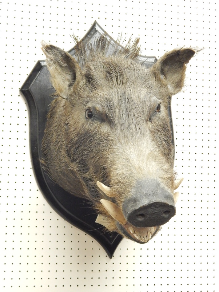 Appraisal: A taxidermied wild boar by Roland Ward the ebonised shield