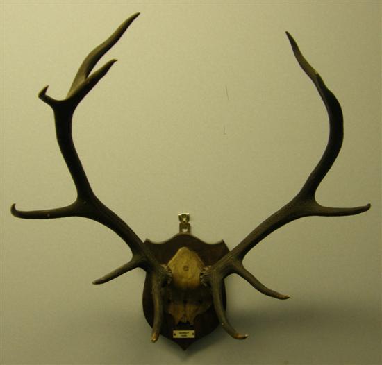 Appraisal: Pair of mounted stag horns the mount with small ivory