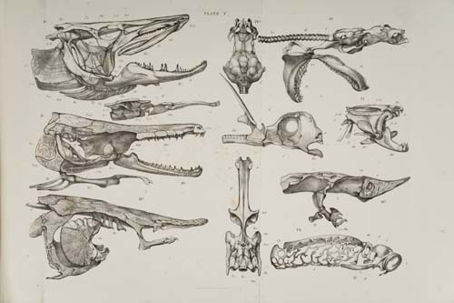 Appraisal: HUXLEY THOMAS HENRY An Elementary Atlas of Comparative Osteology double-page