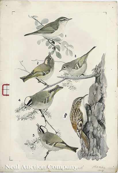 Appraisal: Louis Agassiz Fuertes American - Willow or Kennicott's Warbler Ruby-Crowned