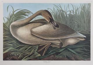 Appraisal: John James Audubon - Trumpeter Swan No Plate Amsterdam edition