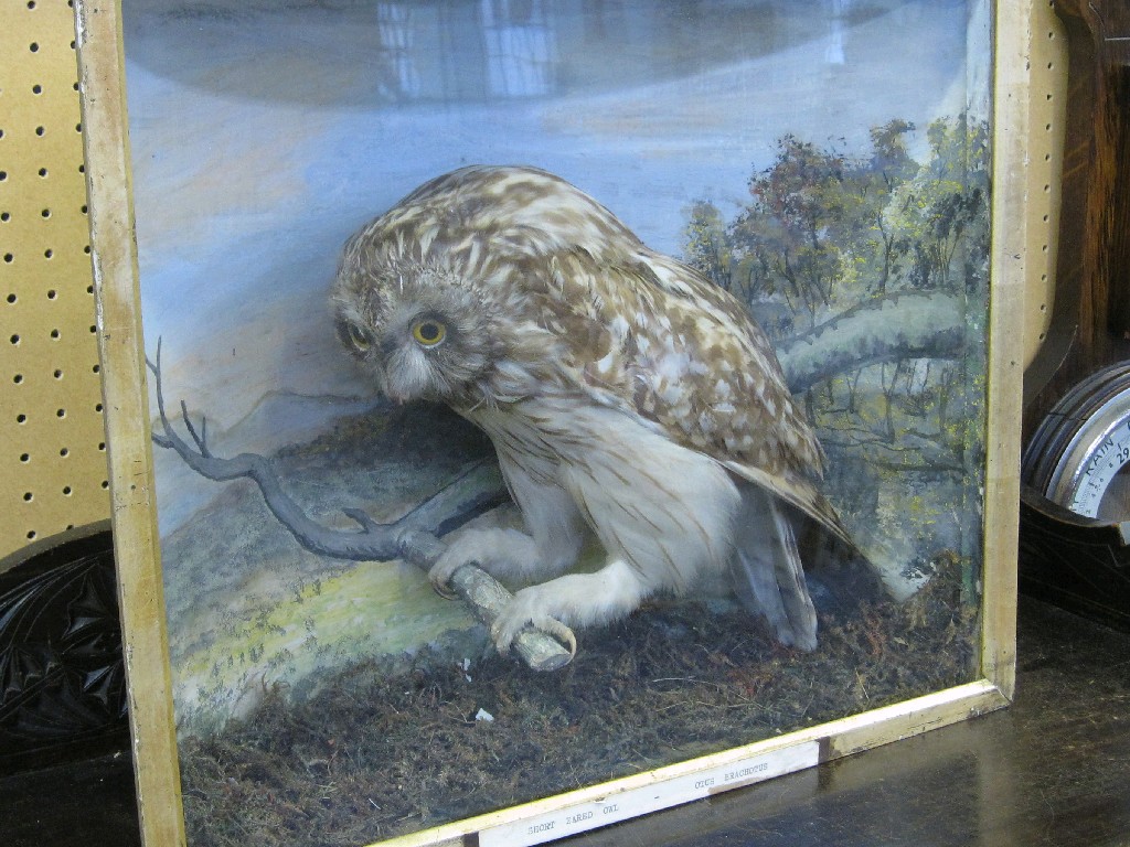 Appraisal: Taxidermy of a short eared owl in glass case