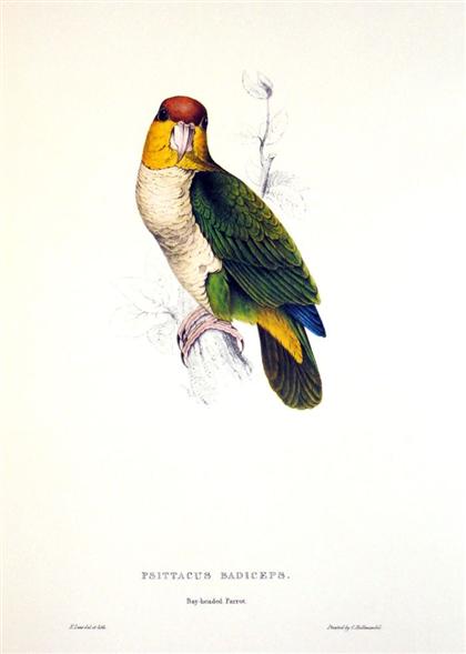 Appraisal: vol Lear Edward Illustrations of The Family Psttacidae or Parrots