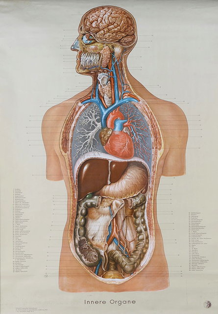 Appraisal: A GERMAN WALL CHART depicting the Human Anatomy printed by