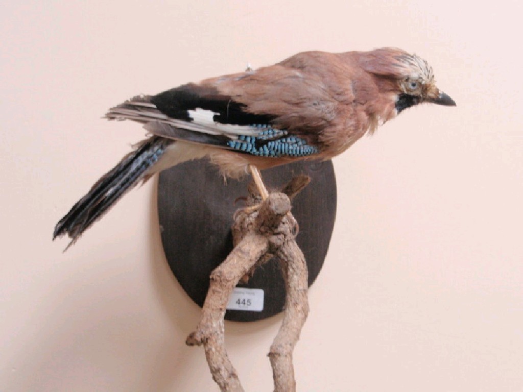 Appraisal: A taxidermy blue jay mounted on a rustic wall plaque